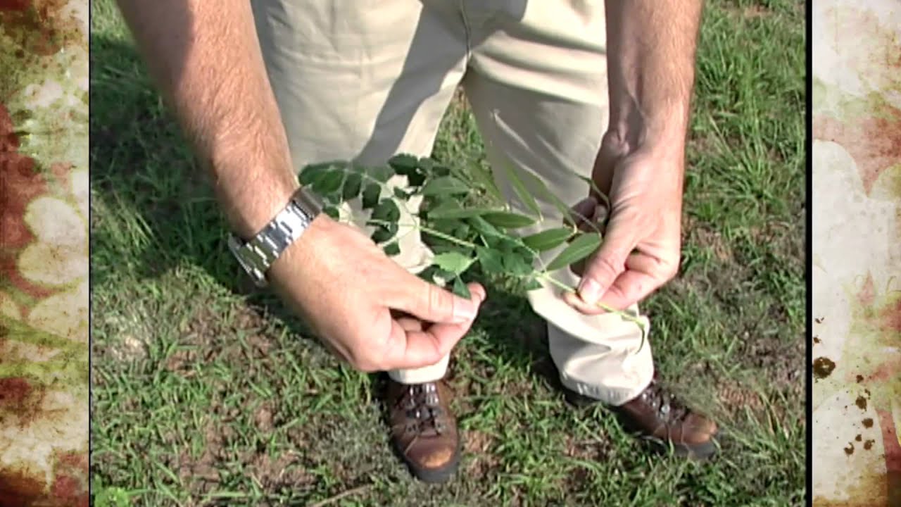 Soapberry and Chinaberry Trees