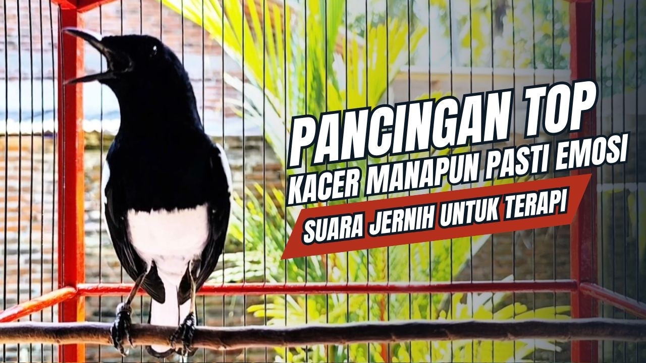 suara BURUNG kacer GACOR ngeplong KONSLET Tarung ini Paling Ampuh buat PANCINGAN KACER agar EMOSI