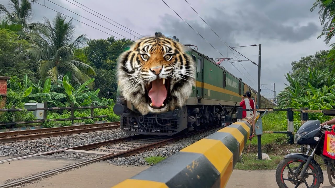 Dangerous Tiger Face Lumding Express Furious Aggressive Moving Throughout at Railgate