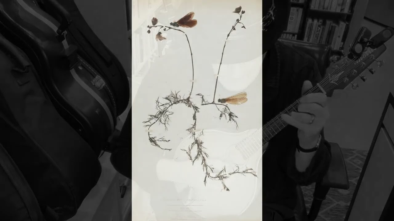 The Soldering Iron/The Damselfly