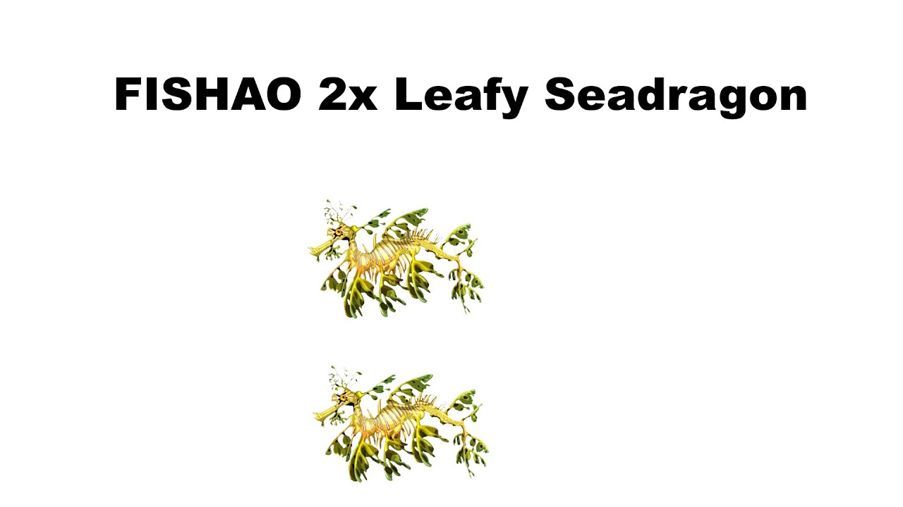 FISHAO 2x Leafy Seadragon