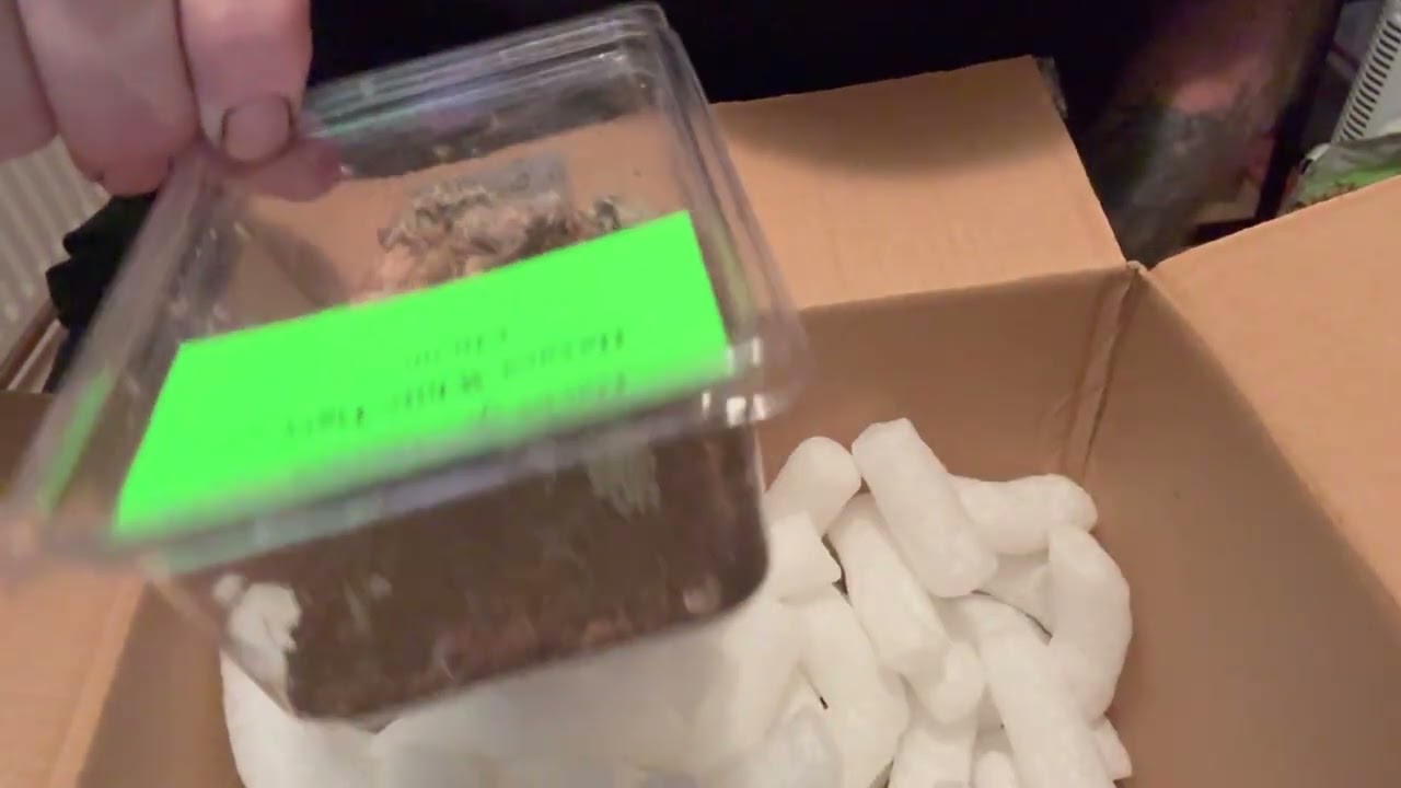 Dave&rsquo;s little beasties &pound;90 mystery box reveal #mysterybox #tarantula #arachnid #spider #nature 