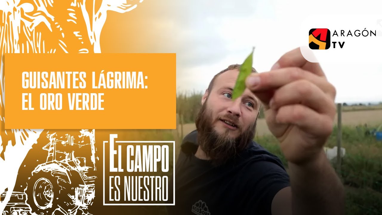 Guisantes lágrima: el oro verde