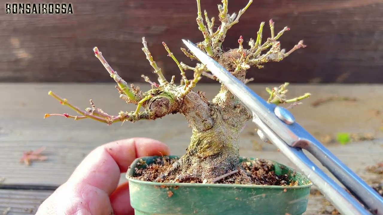琴姫もみじ #盆栽 #bonsai