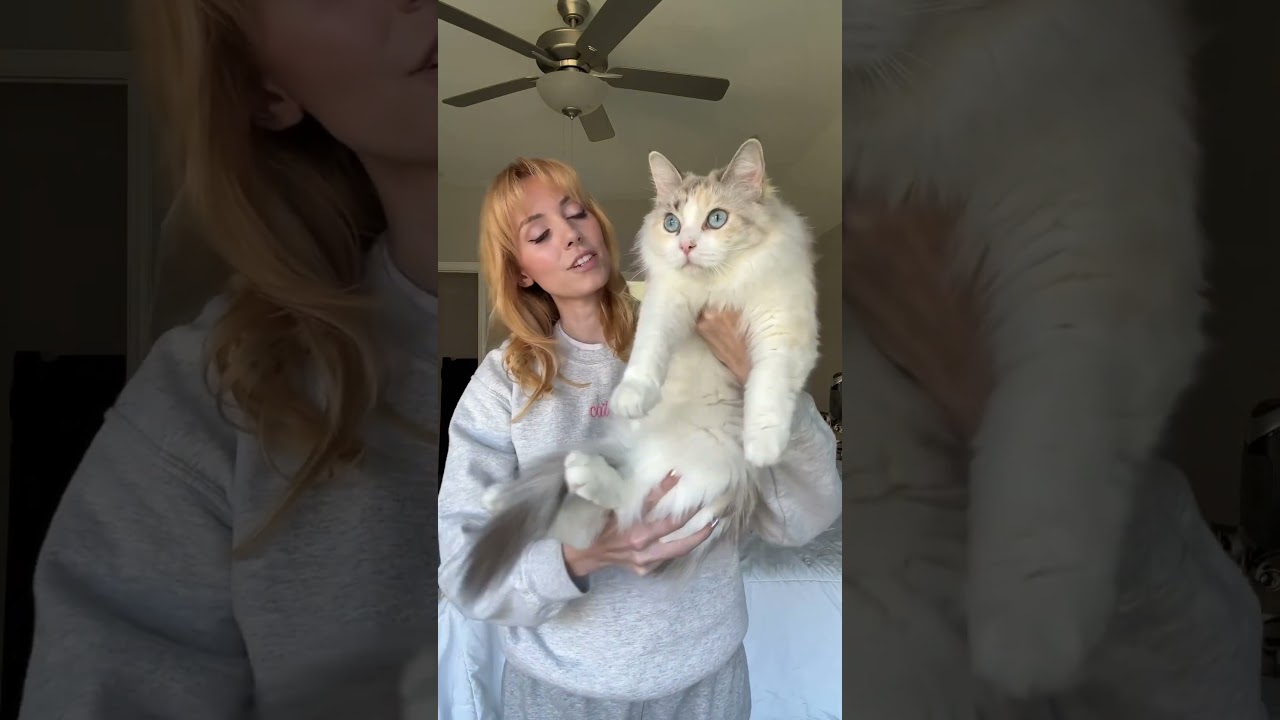 Reintroducing my 11 cats