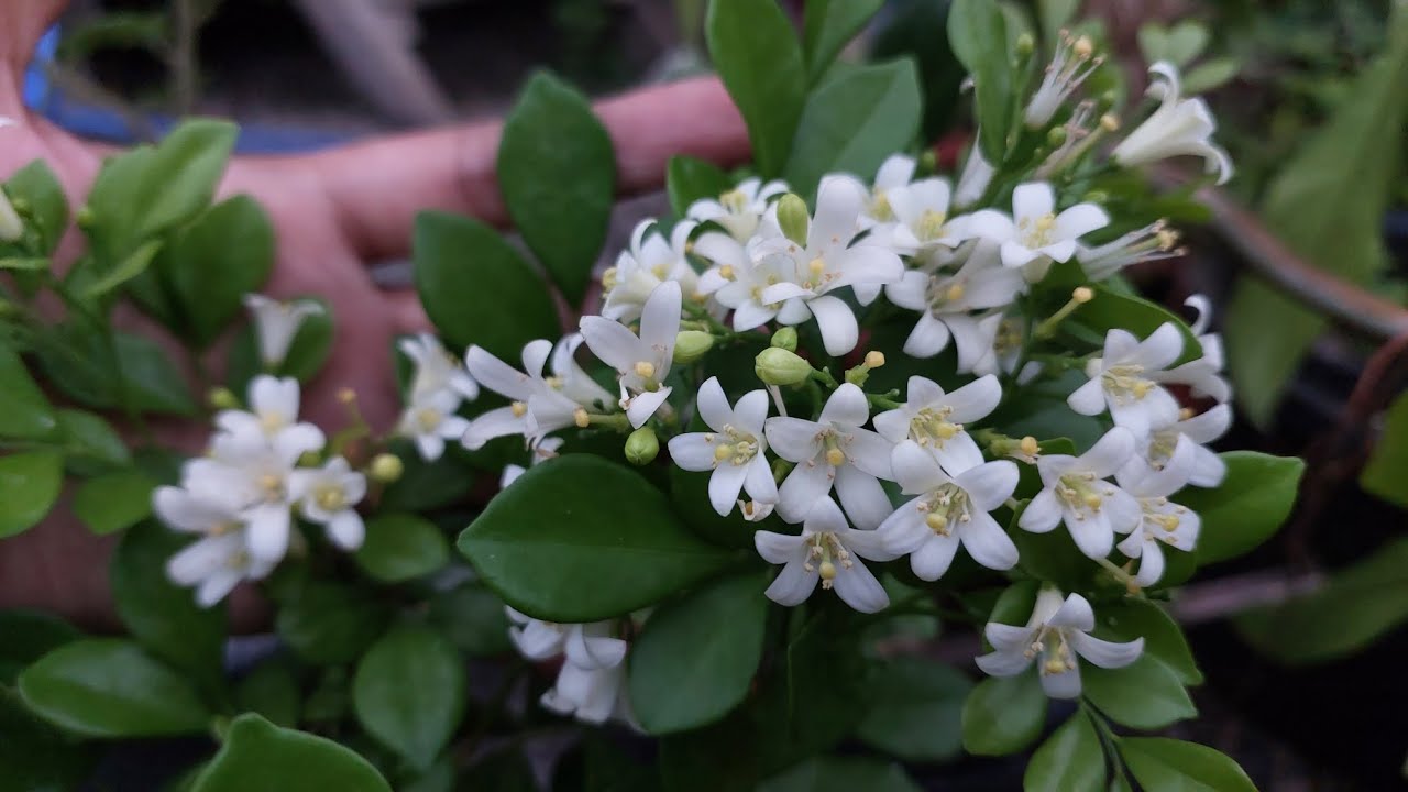 KAMUNING MORE THAN A SCENTED FLOWER | ORANGE JASMINE