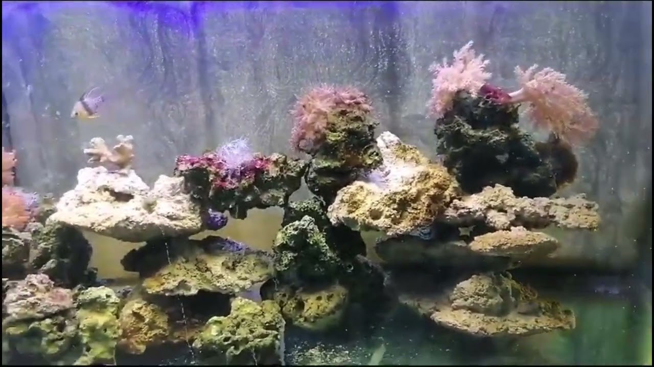 Actualización 450 litros marino cristopher Guadalajara Jalisco Mexico