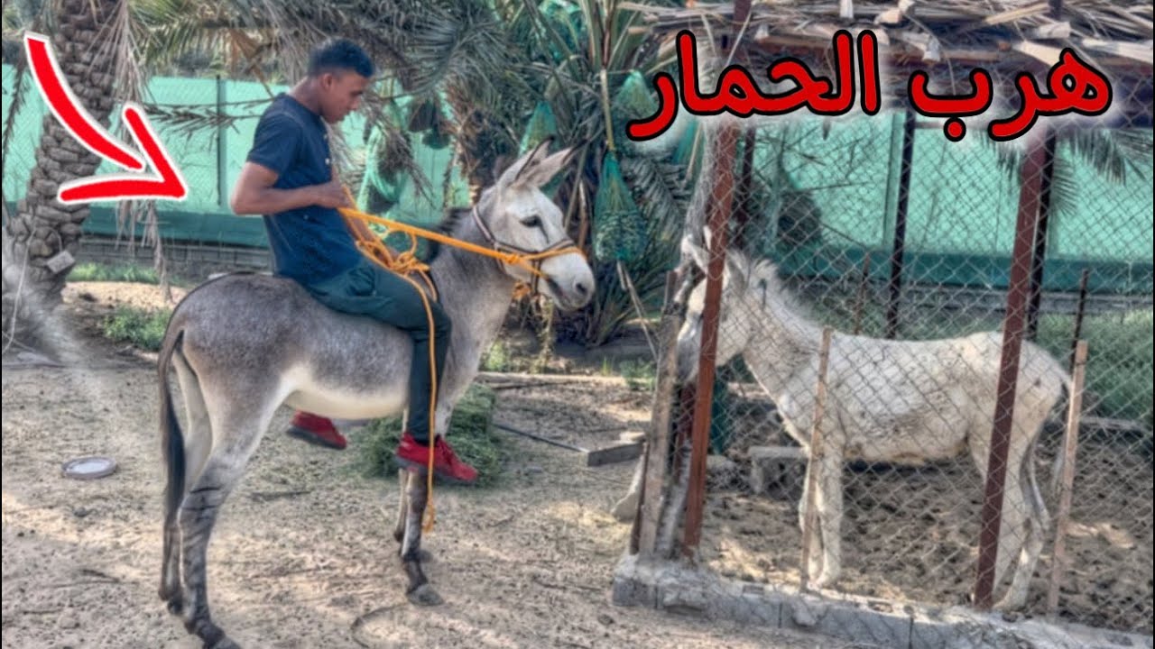تحدي ركوب الحمار !! صار فلم بالمزرعه ماعرفنا نسيطر على الحمار 💔😳