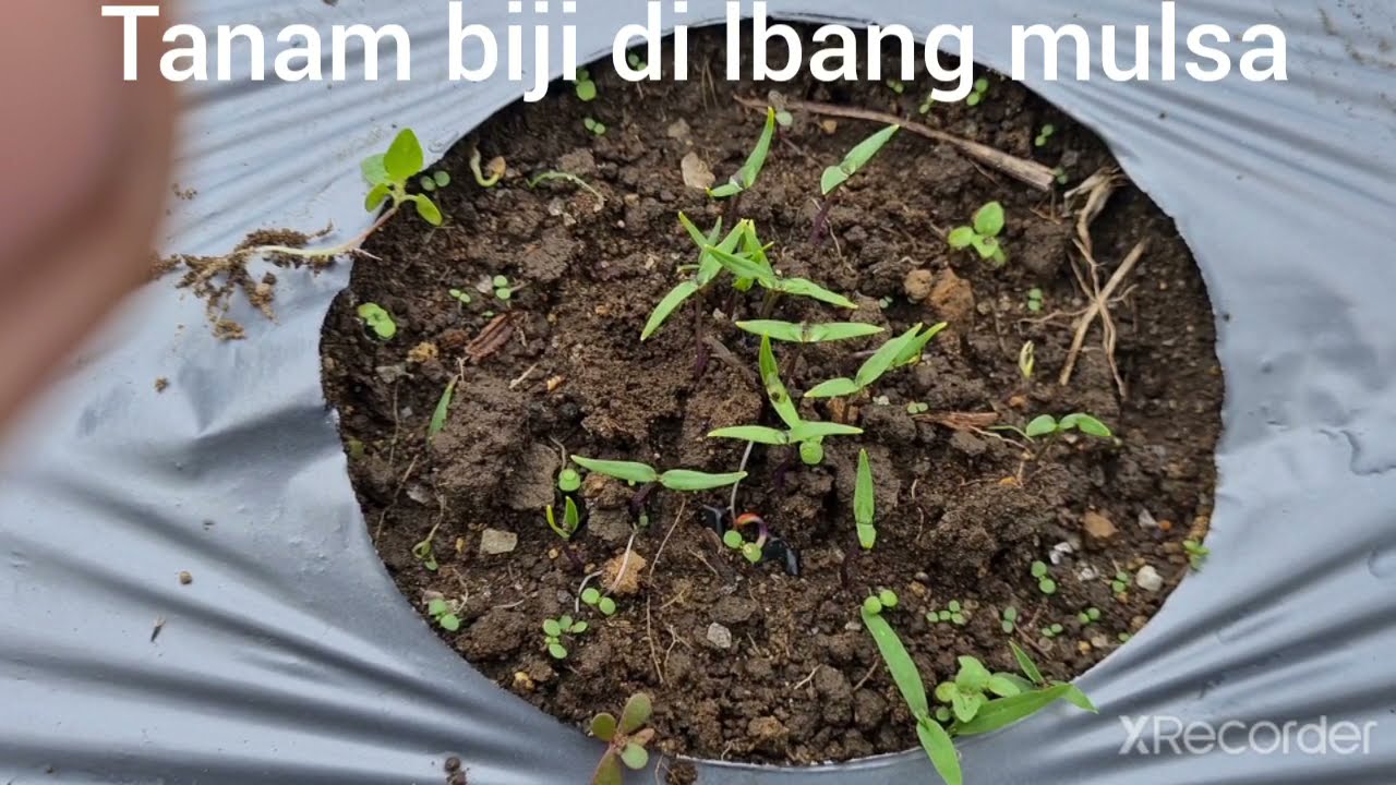 Cara tanam biji cabe dalam lubang mulsa plastik