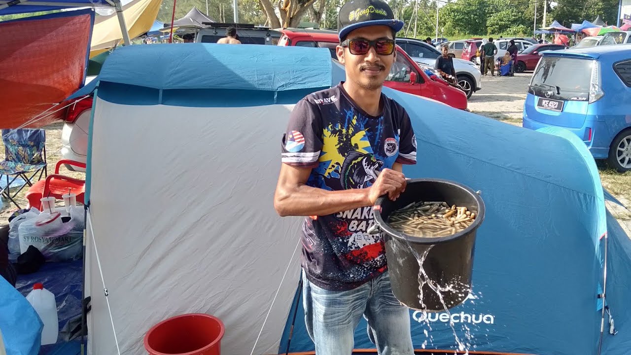 Cara-cara Mencari Siput Buluh Atau Siput Ambal Atau Lebih Dikenali Siput Pepahat Atau Pahat