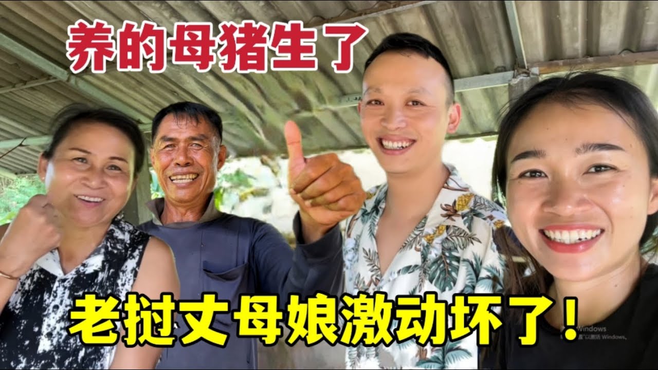 老撾丈母娘養的母豬生了，一窩十幾頭，能賣上千萬：太激動了！