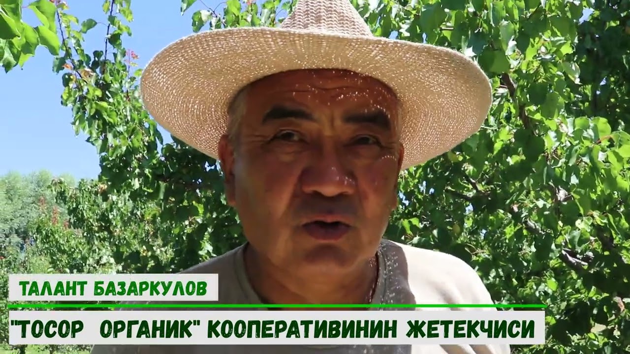 Tosor Organic: apricot harvest, prices, overview of the situation 🍑 20/07/22