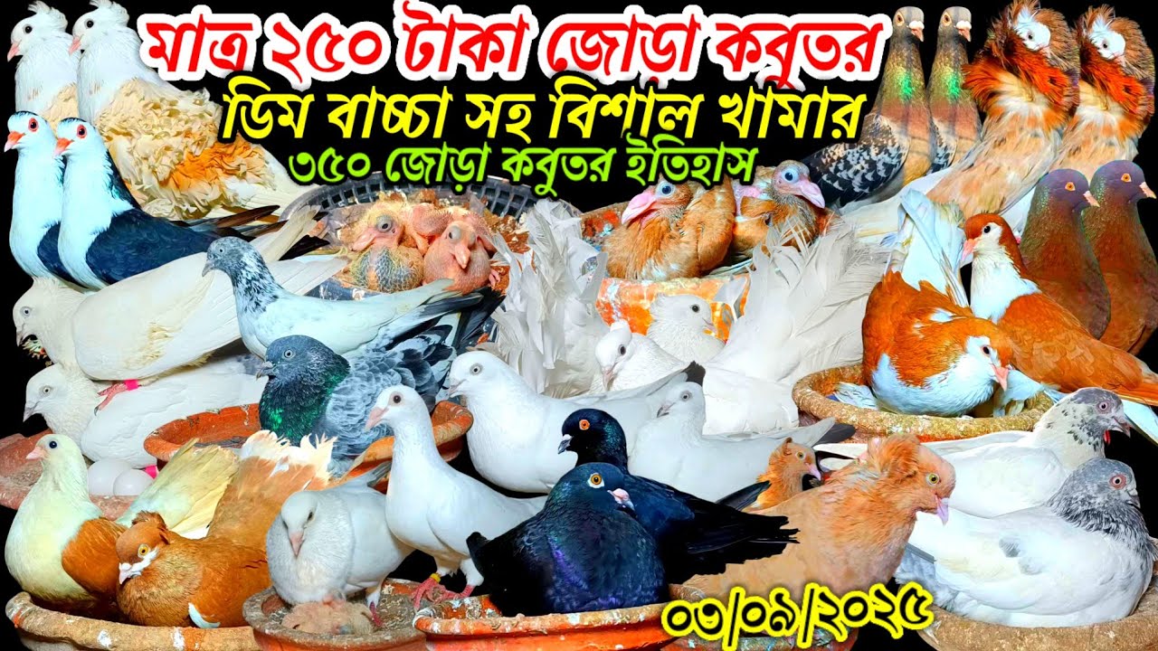 মাত্র ২৫০ টাকা জোড়া কবুতর ডিম বাচ্চা সহ বিশাল খামার ৩৫০ জোড়া কবুতর ইতিহাস আকর্ষণীয় কবুতর কিনুন