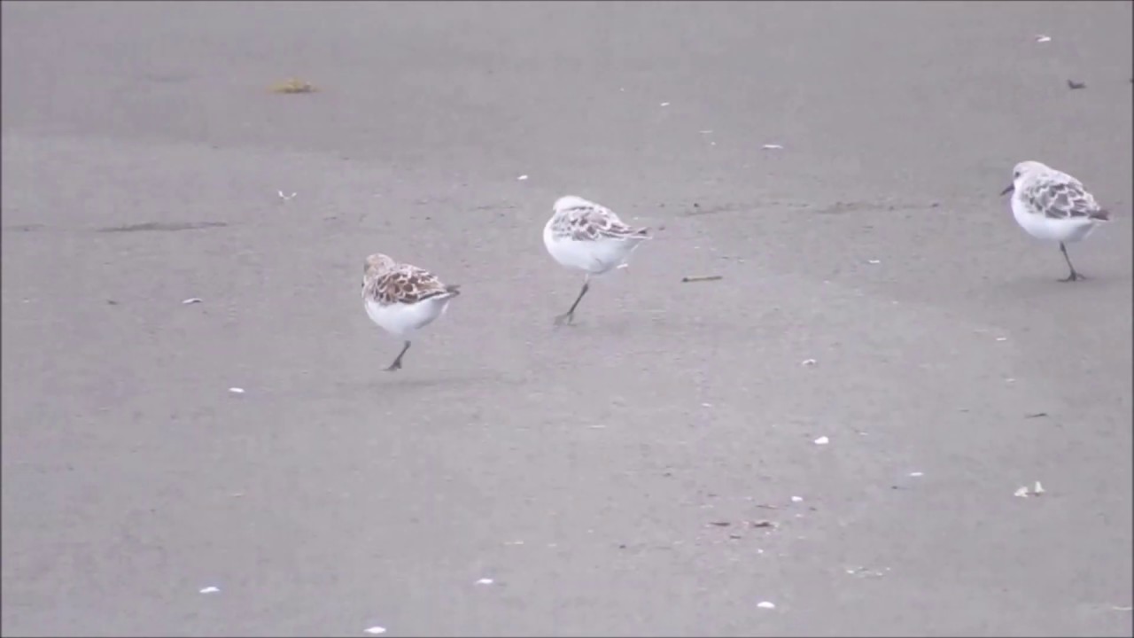 ケンケンするミユビシギ