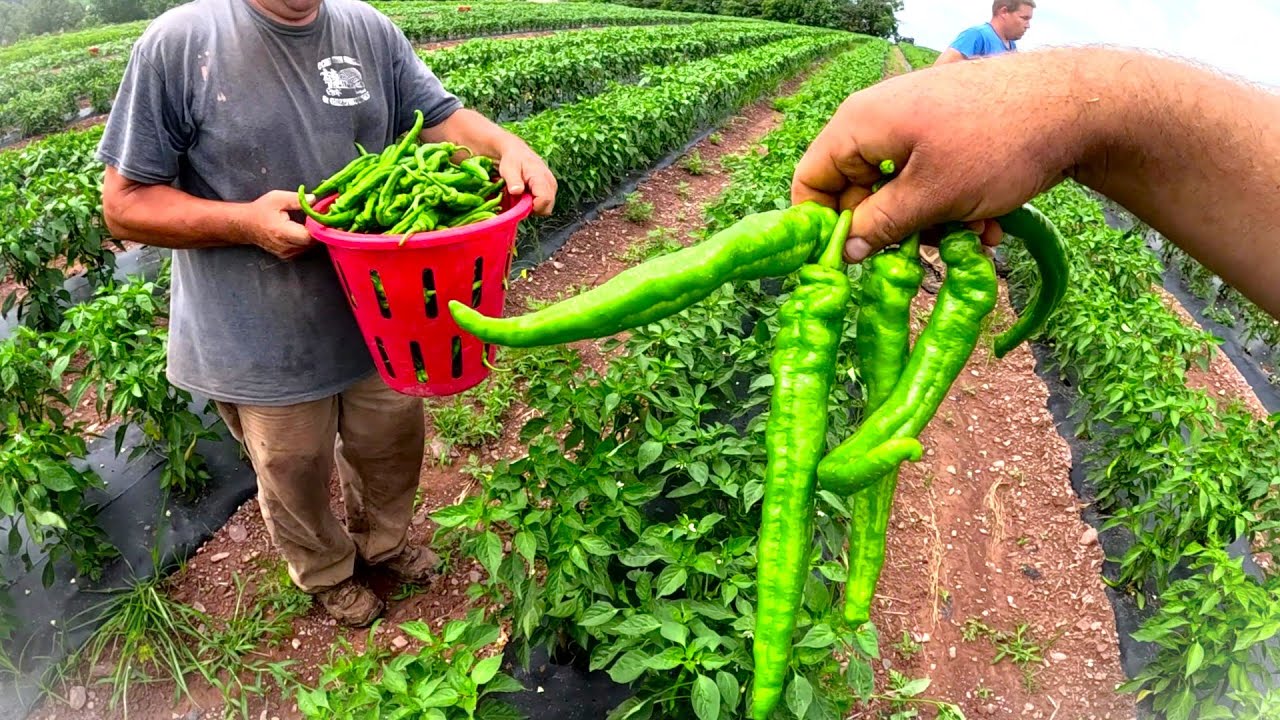 The Real side of Vegetable Farming