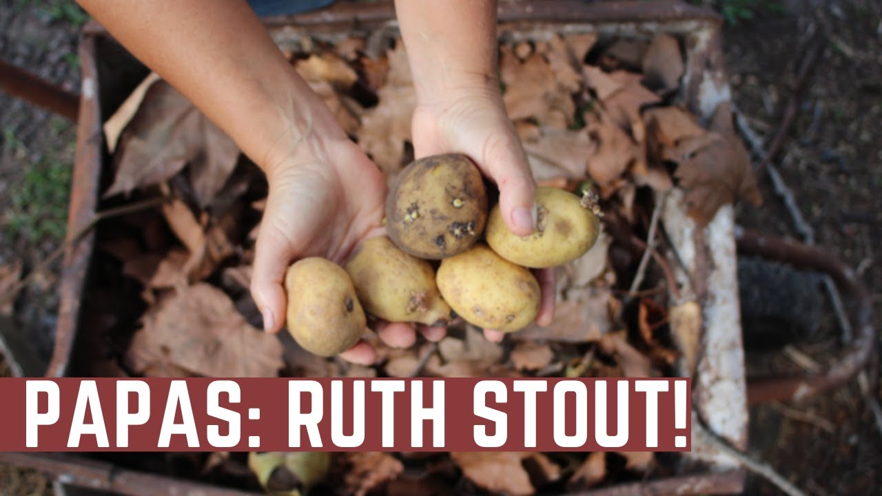 Plantar Papas en Otoño? - Metodo Ruth Stout - Cosecha con Ayudante