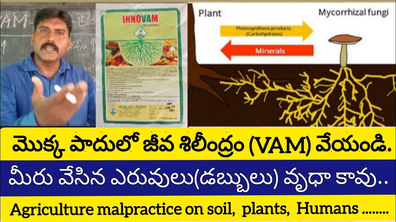 మొక్క పాదులో జీవ శిలీంద్రం(VAM) వేయండి/మీరు వేసిన ఎరువులు(డబ్బులు)వృధా కావు.Mycorrhizal fungi.