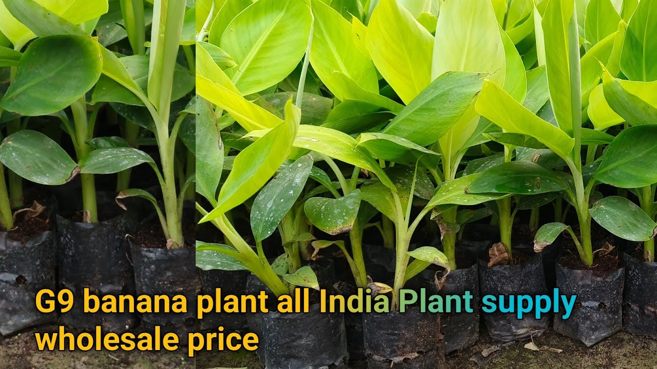 Tissue culture G9 Banana Plants