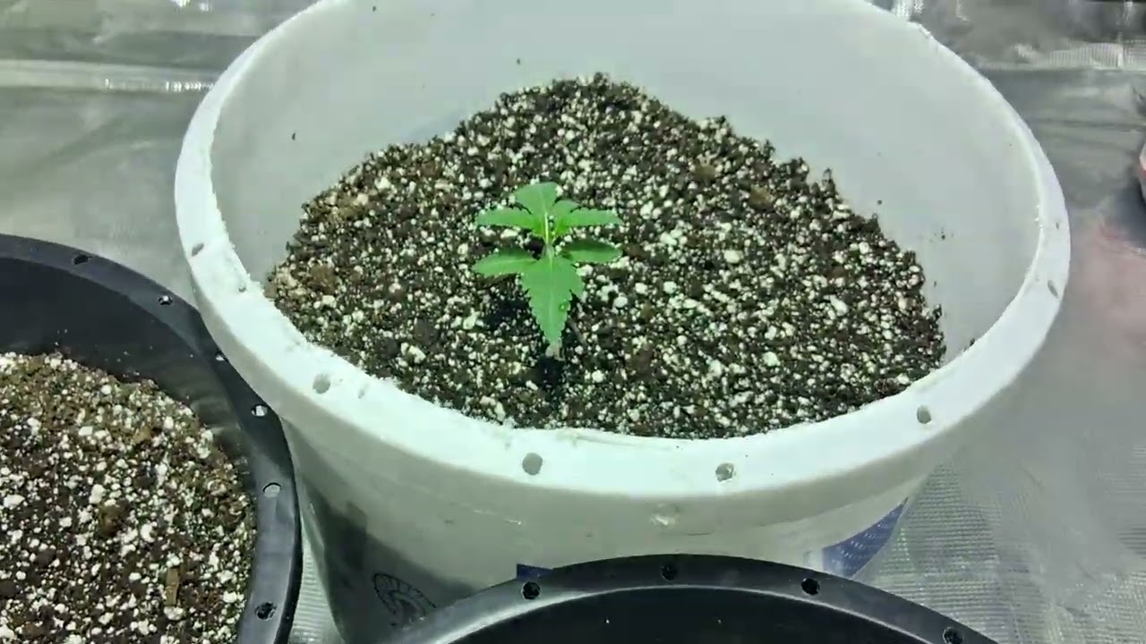 Skywalker kush, starkiller, scotts og