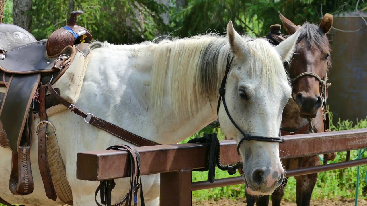 Shoshone Lodge   3 minute video 1920