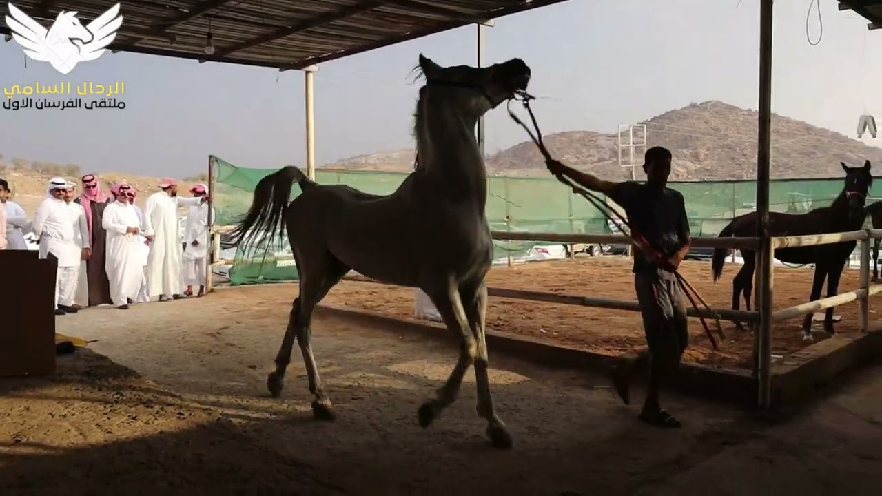 حراج الخيل الاسبوعي بالطائف21 6 2022