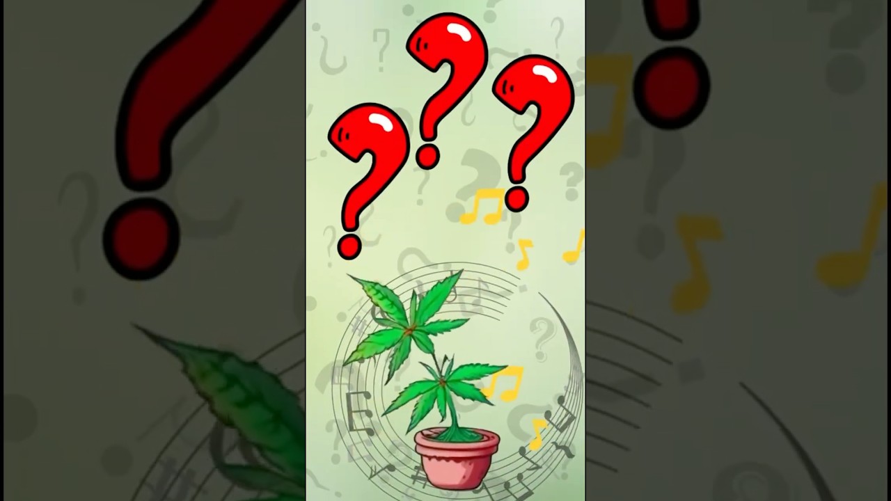What Happens If You Play Music to a Cannabis Plant?