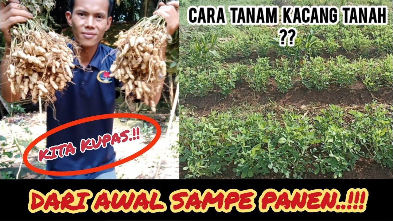 cara menanam kacang tanah agar berbuah lebat. dari awal tanam sampe panen.#kacangtanah