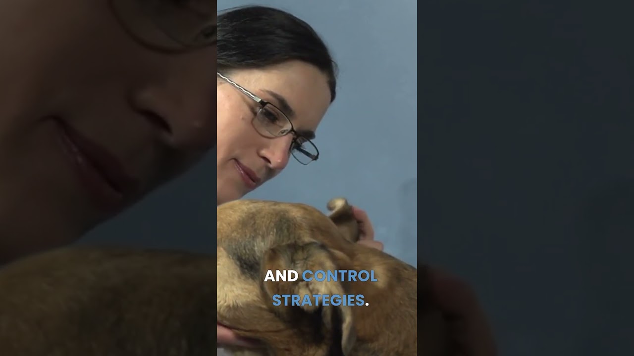 Why VETS Are Important For Your Dog's HEALTH #shorts #dogtraining #vet