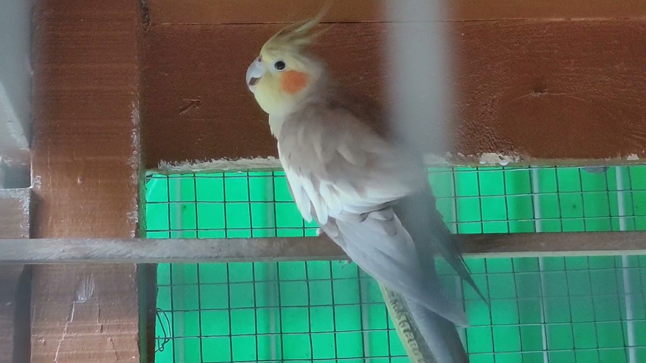 Cockatiel sad sound | Female Cockatiel bird crying | bird sad voice