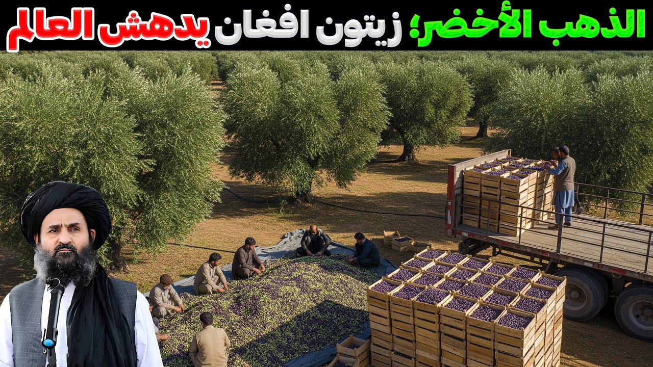 الزيتون الأفغاني... كنزٌ أخضر يغيّر مستقبل البلاد!