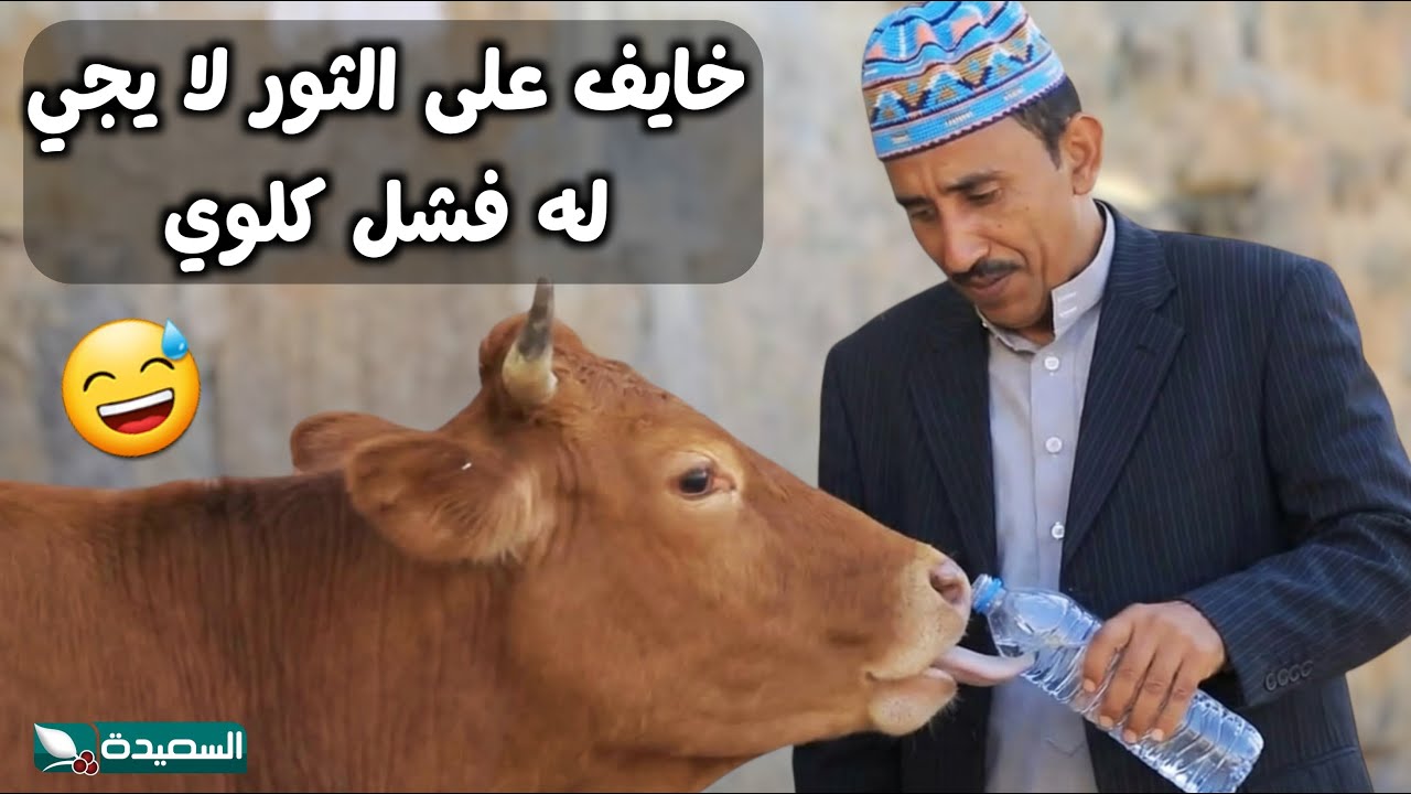 مطلوب يقول : الثور حقي ما يشرب الا  عصير 😂// حاوي لاوي 