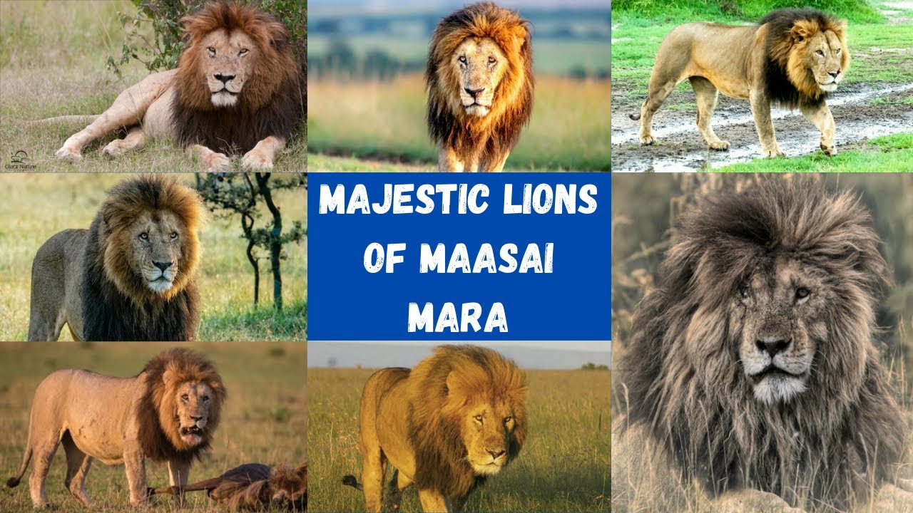 Famous Lions of the Maasai Mara | Huge Male Lions | Majestic Lions