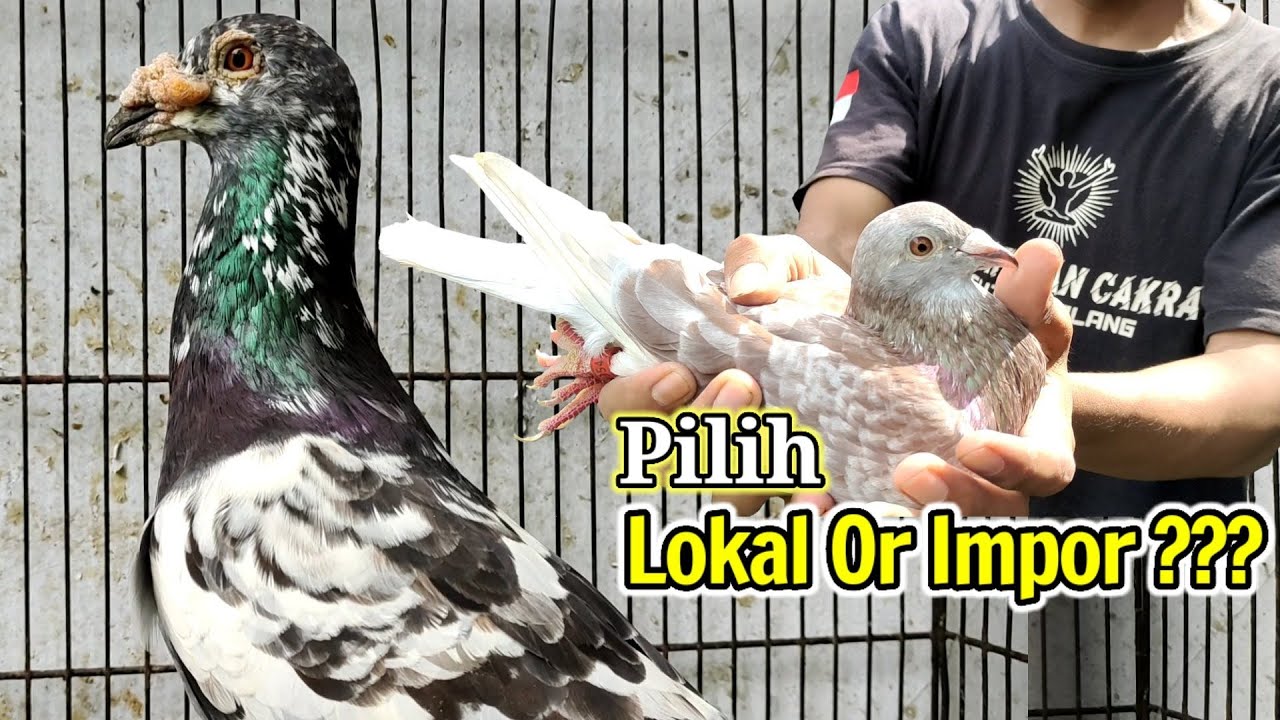 CARA MEMILIH MERPATI POS YANG BAGUS BAGI PEMULA | RACING PIGEON | MERPATI TINGGIAN PEKALONGAN