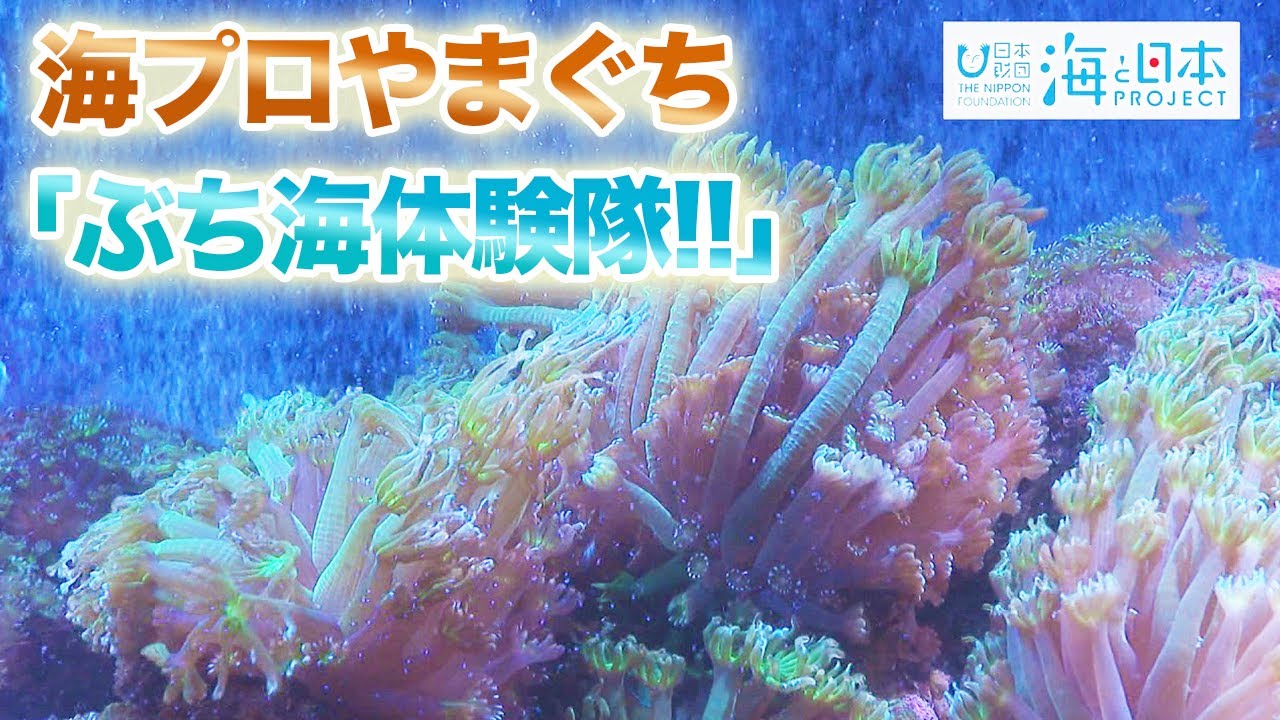「ぶち海体験隊Ⅱ」周防大島の海に起きた異変を子どもたちが調査&nbsp;日本財団 海と日本PROJECT in やまぐち 2021 #13