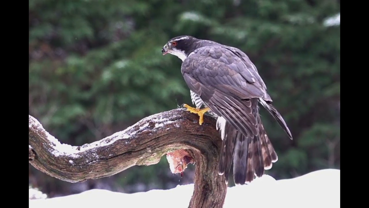 10.1.2026. Winters dagje in een vogelhut 