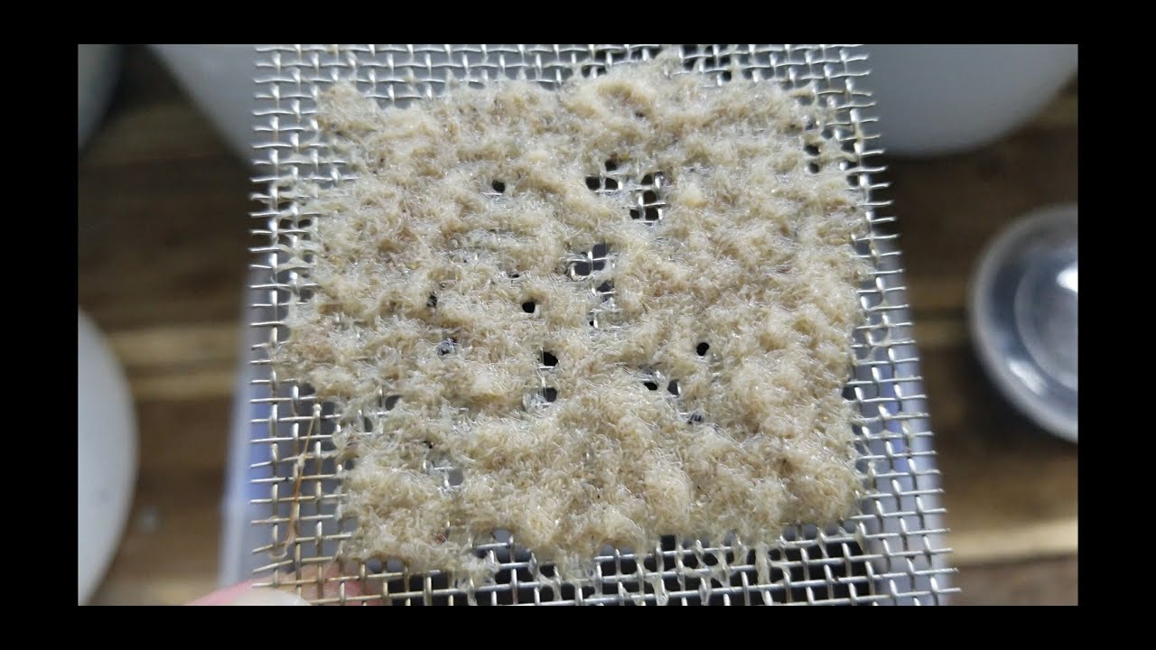 Hướng Dẫn Nuôi Giun Trắng - Grindal Worm - Tự Chủ Nguồn Thức Ăn Dồi Dào Cho Cá Cảnh