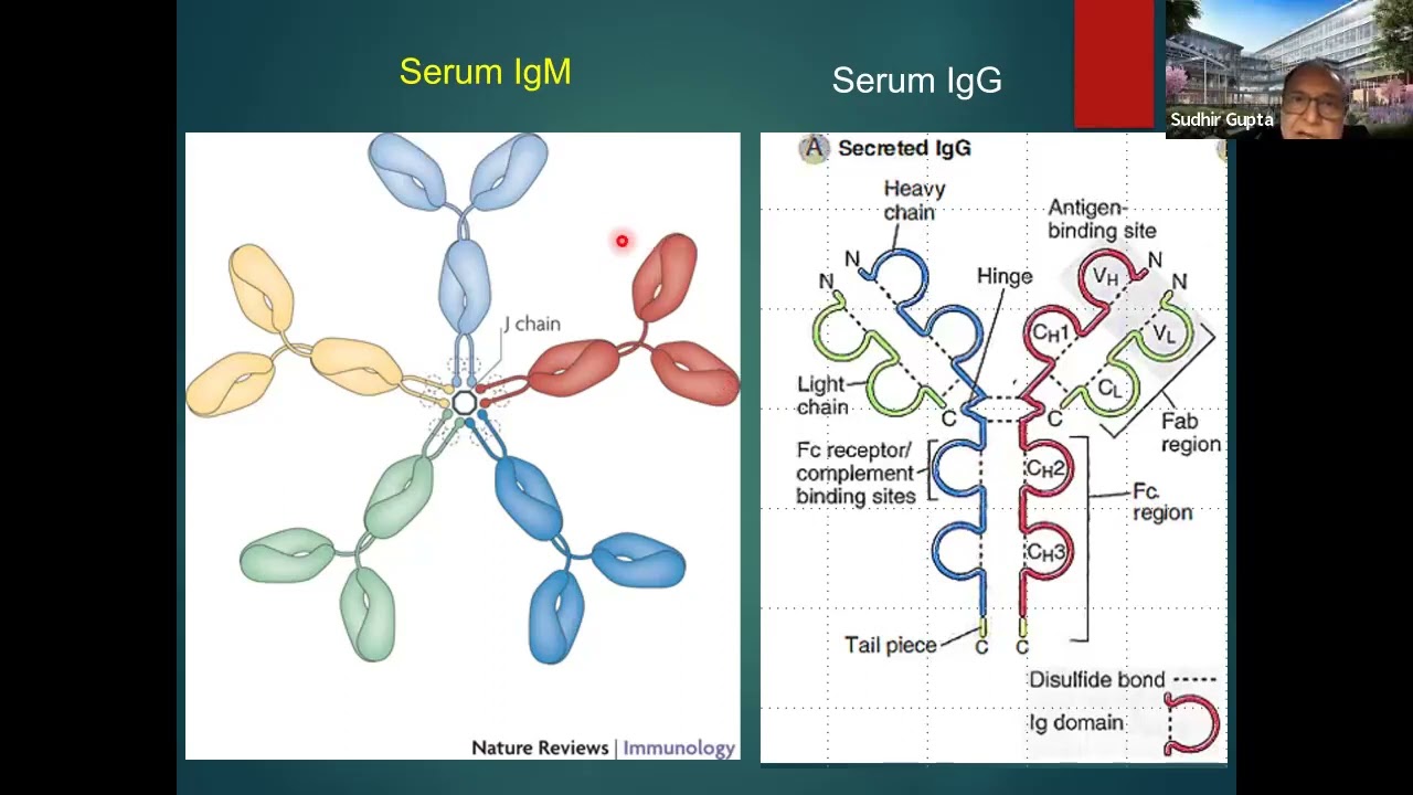 Overview of Selective IgA & IgM Deficiency