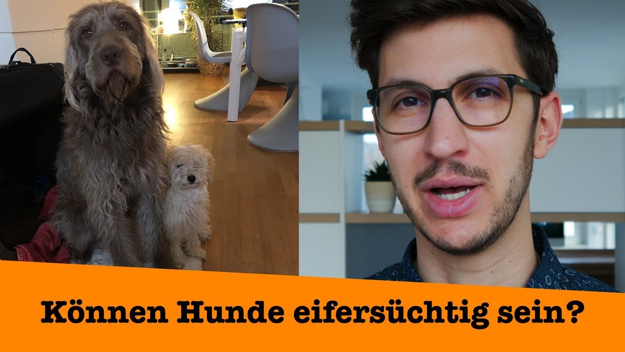 Können Hunde eifersüchtig sein?
