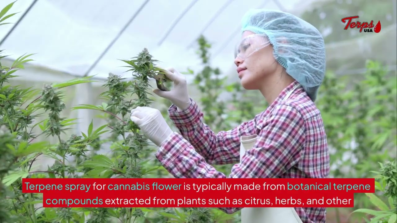 Why Precision Matters When Applying Terpene Spray to Cannabis Flower &ndash; Terps USA&reg;