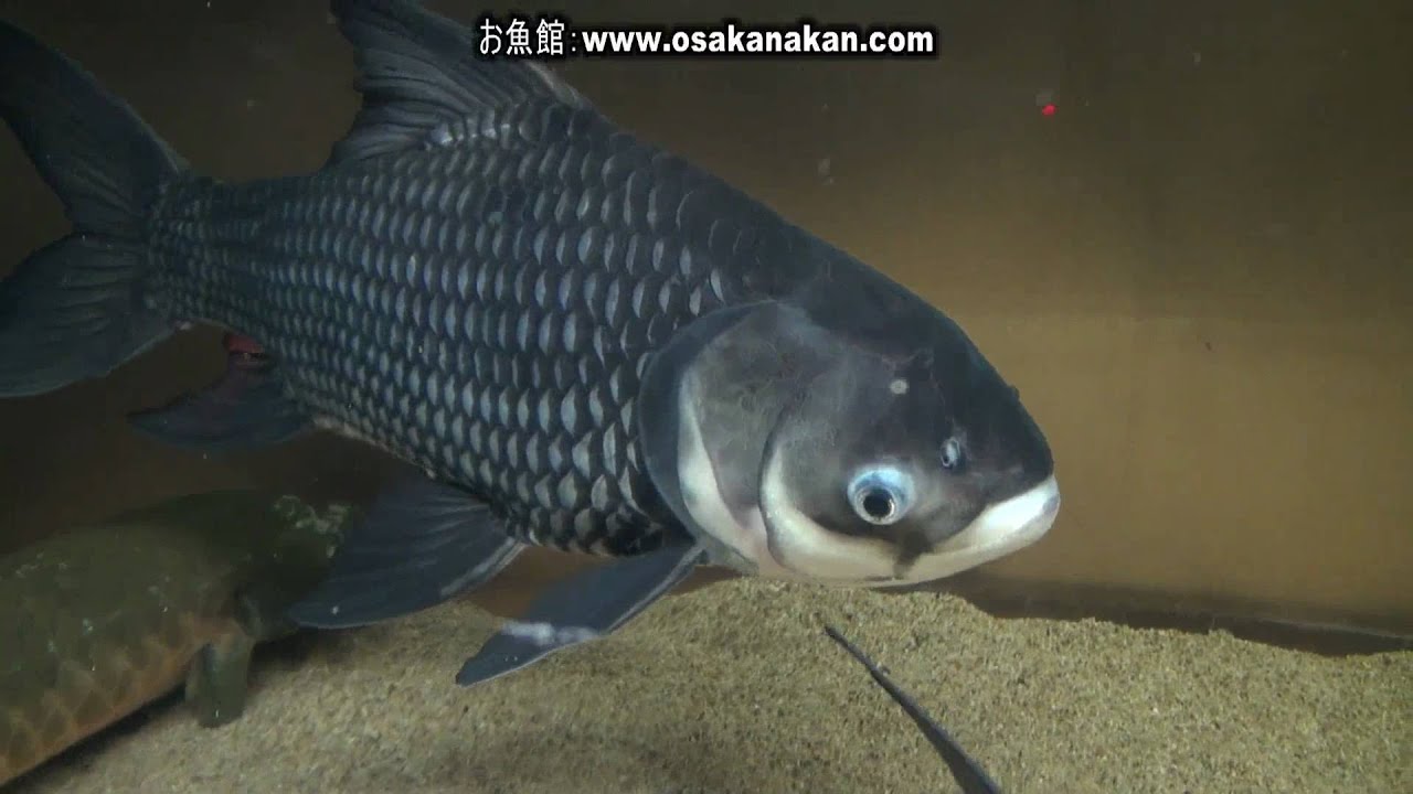 パーカーホ（Giant barb）学名：Catlocarpio siamensis