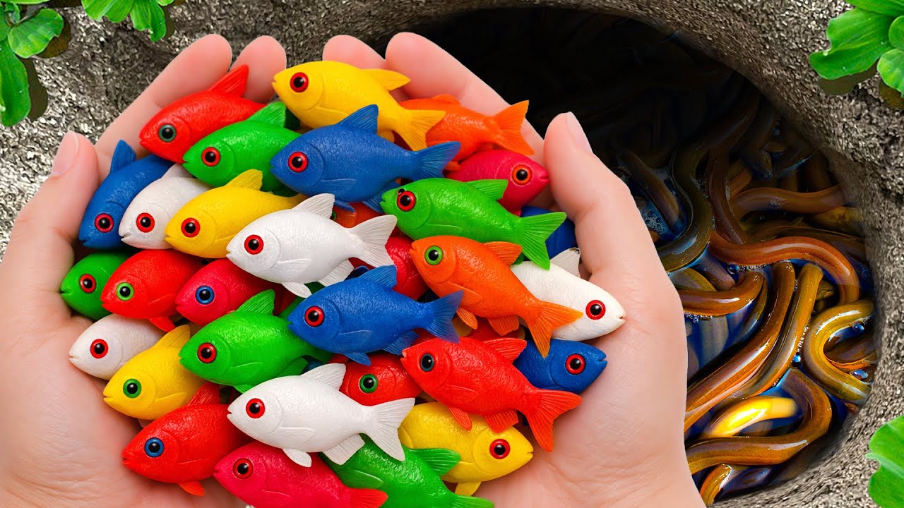 Catch Colorful Aquarium Fish in Giant Colorful Egg, Baby Turtle, Discus Fish, Tiger Guppy, Carp, Koi