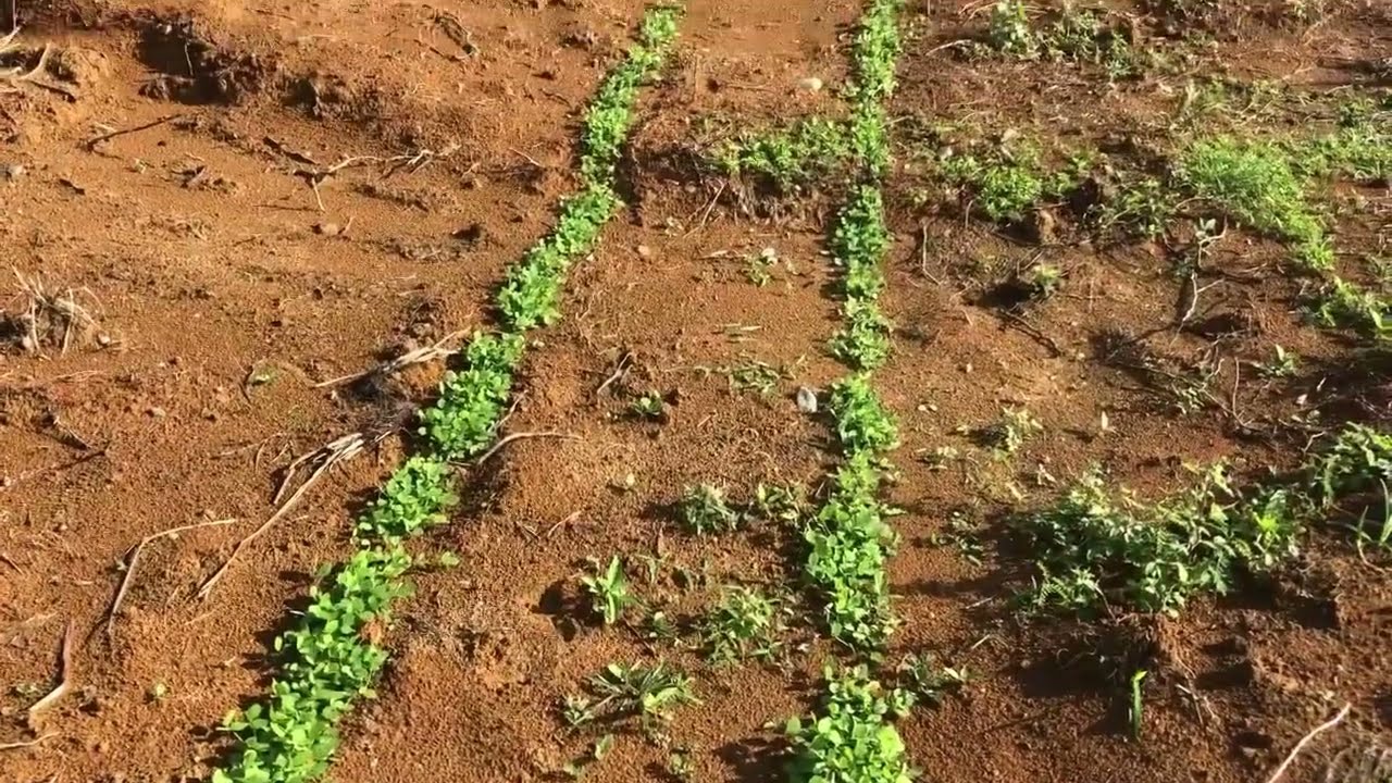 Cara menanam kacangan pj cm di kebun kelapa sawit