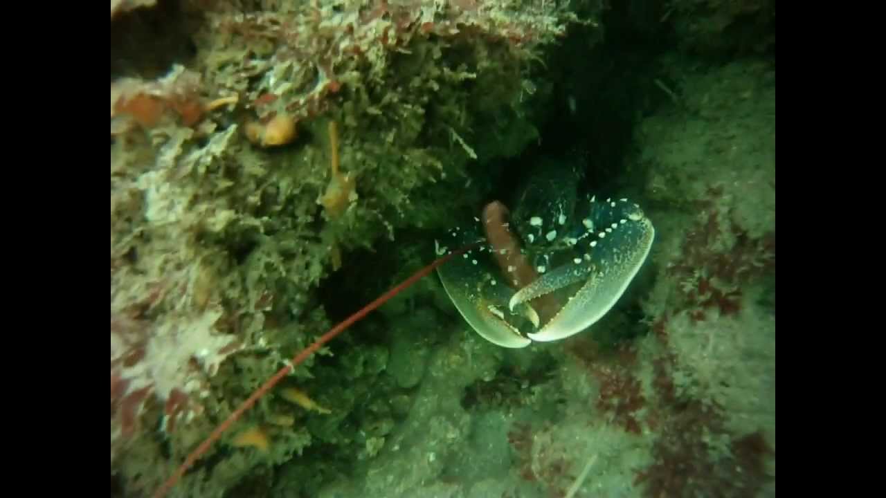 Plongée sous-marine à Pornichet