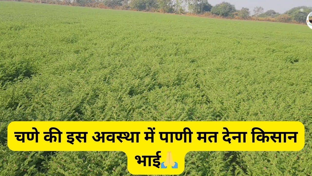 चणे की इस अवस्था में पाणी मत देना किसान भाई !! अपनी मिट्टी अपनी किसानी!!