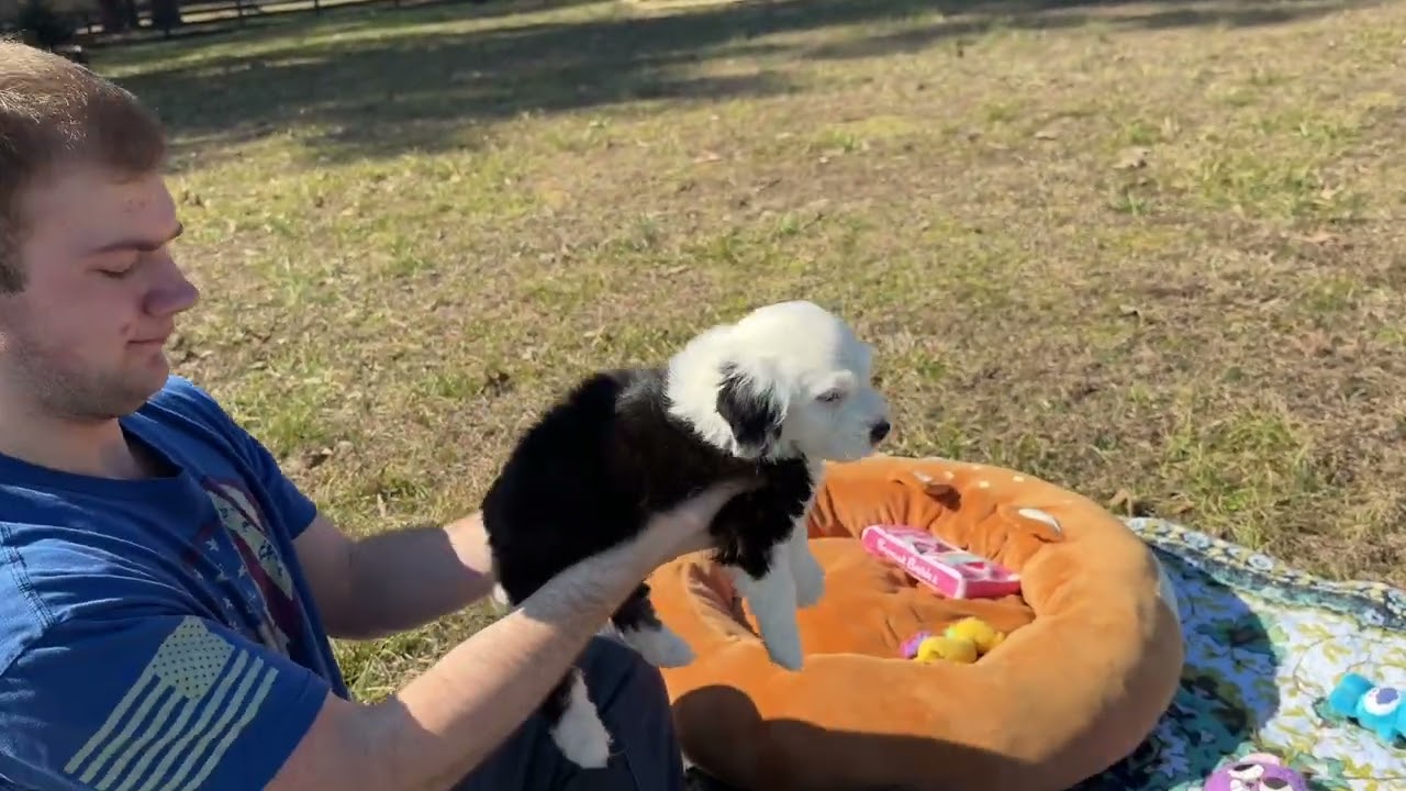 Ocoee River Doodles Movie Monday 2-9-2026 Izzy