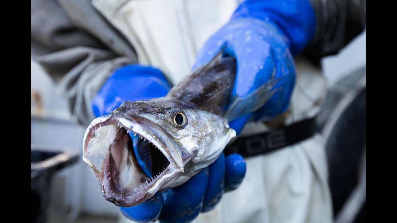 Rhode Island Whiting