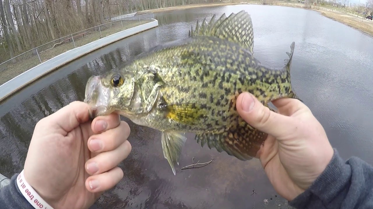 LLBean Inline Spinner Fishing NJ