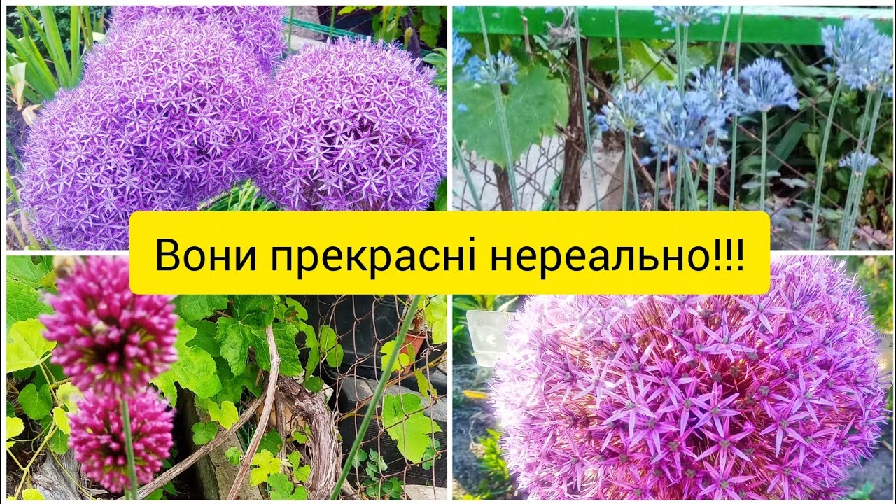 Алліуми від весни до зими: особливості розвитку різних сортів, терміни цвітіння, пересаджування