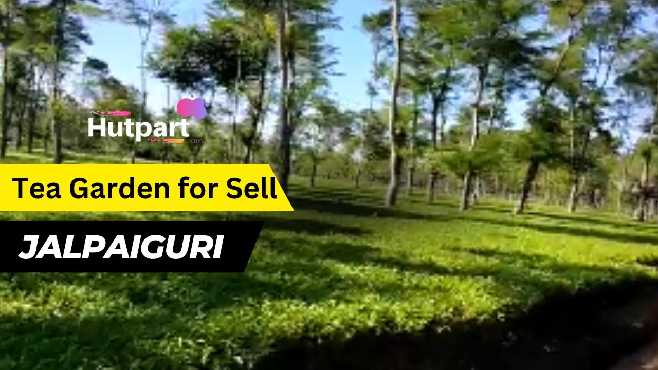 Tea Garden for Sell | Jalpaiguri | Total Land Area : 150 Acre Video no.873