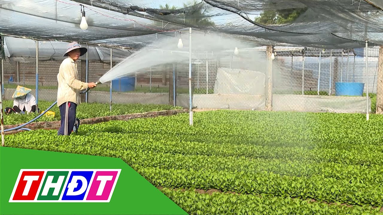 Làng hoa Mỹ Phong xuống giống hoa Tết | THDT